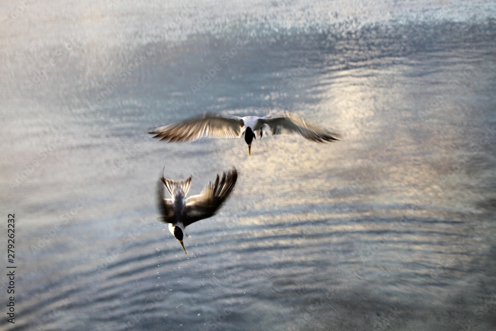 Fototapeta premium pêche