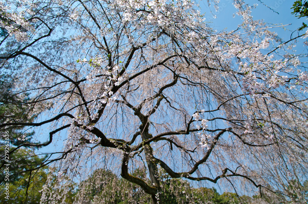 Scientific name is Cerasus itosakura (Sieb.) Masam. & Suzuki f. itosakura Scientific name is Cerasus itosakura (Sieb.) Masam. & Suzuki f. itosakura