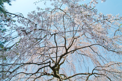 Scientific name is Cerasus itosakura (Sieb.) Masam. & Suzuki f. itosakura