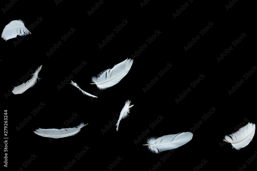 white feathers falling down in the air. isolated on black background. white feathers falling down in the air. isolated on black background.