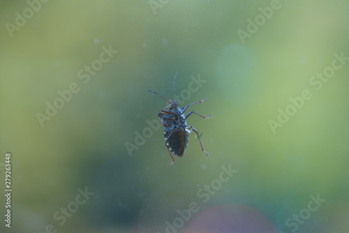 Wallpaper Mural couple of real wild insects in extremely close connection Torontodigital.ca