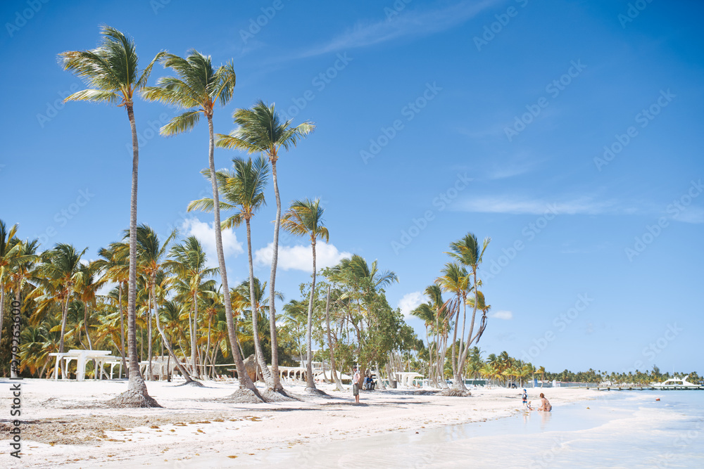 Obraz premium palm tree on the beach