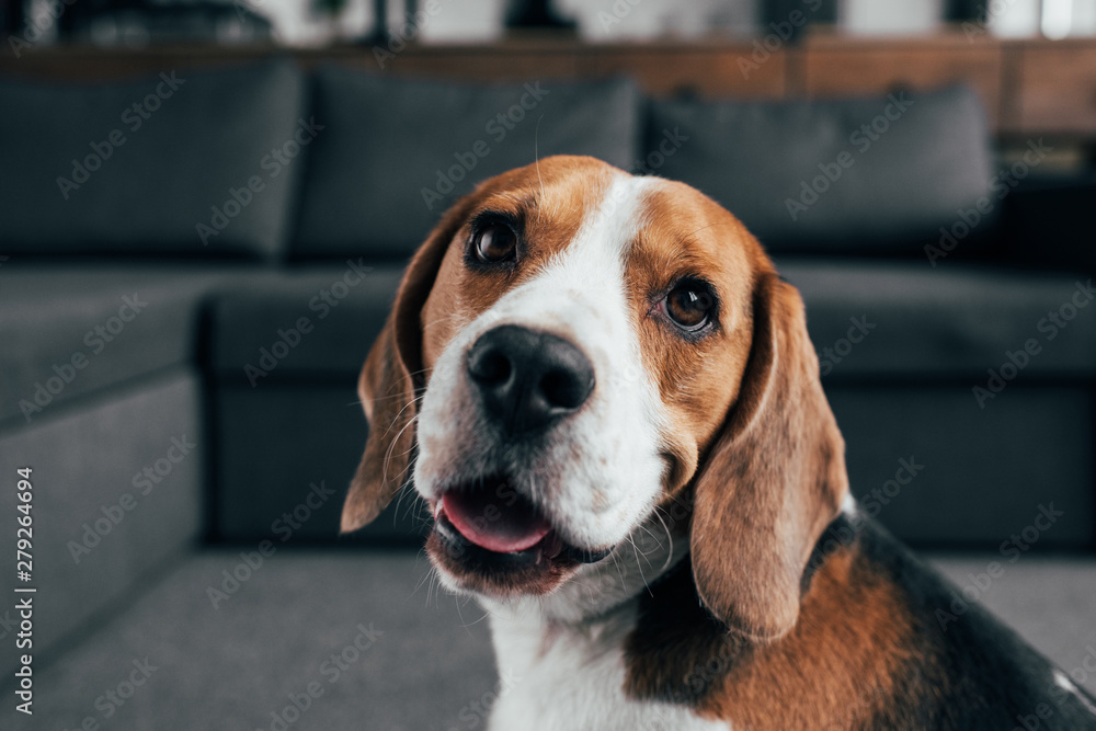 selective focus of adorable beagle dog looking at camera in Living Room