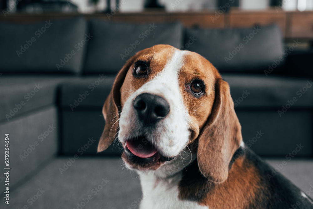 selective focus of adorable beagle dog looking at camera in Living Room selective focus of adorable beagle dog looking at camera in Living Room