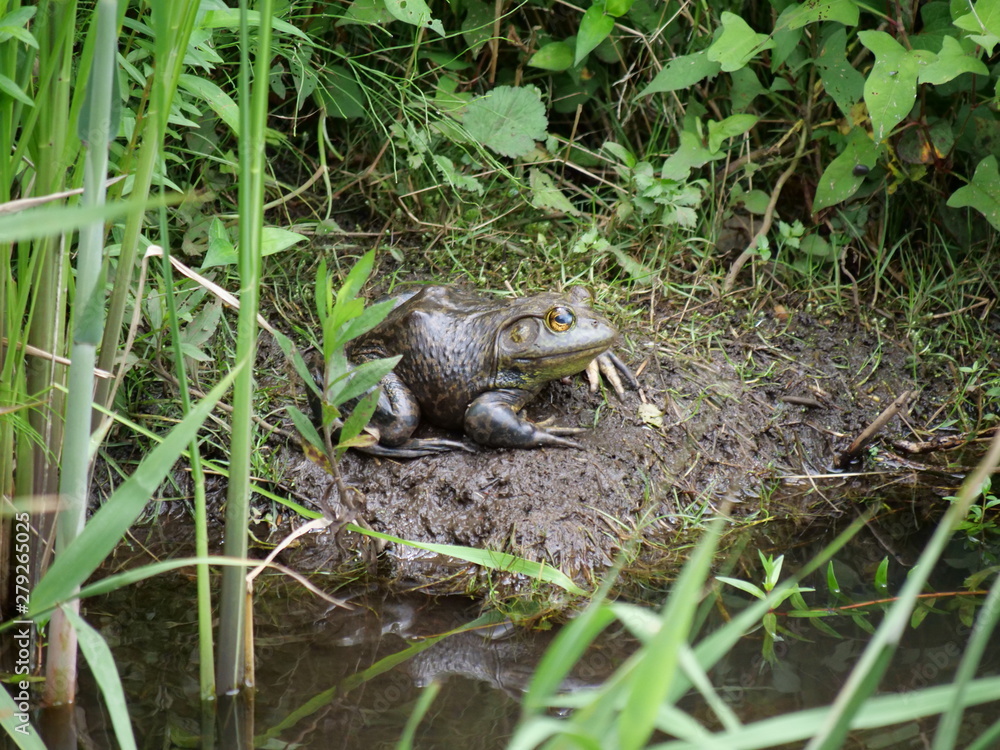 Naklejka premium Bull frog