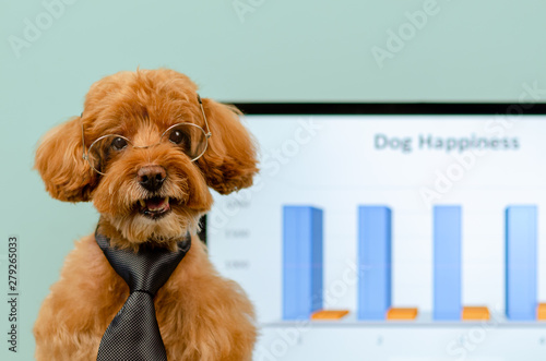Wallpaper Mural An adorable brown toy Poodle dog wearing necktie and spectacles with concept that dog can go to work place with the owner