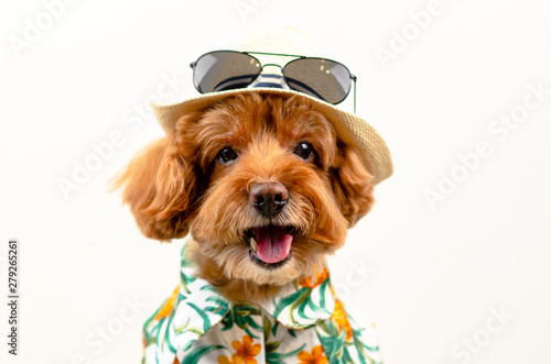 An adorable smiling brown toy Poodle dog wears hat with sunglasses on top and Hawaii dress for summer season on white background.