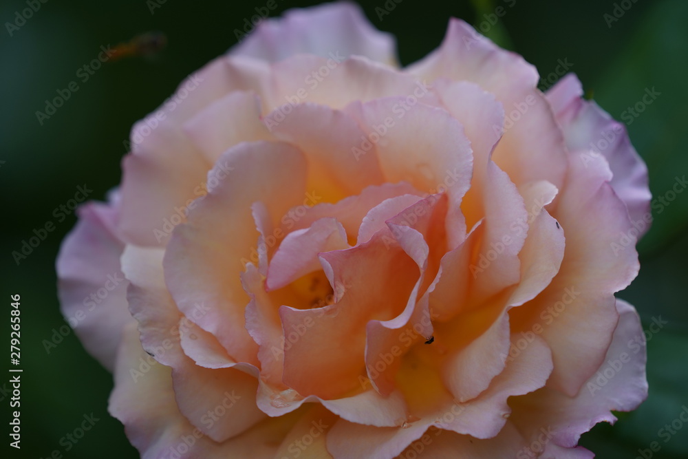 real wild roses attract real fast wild bees real wild roses attract real fast wild bees