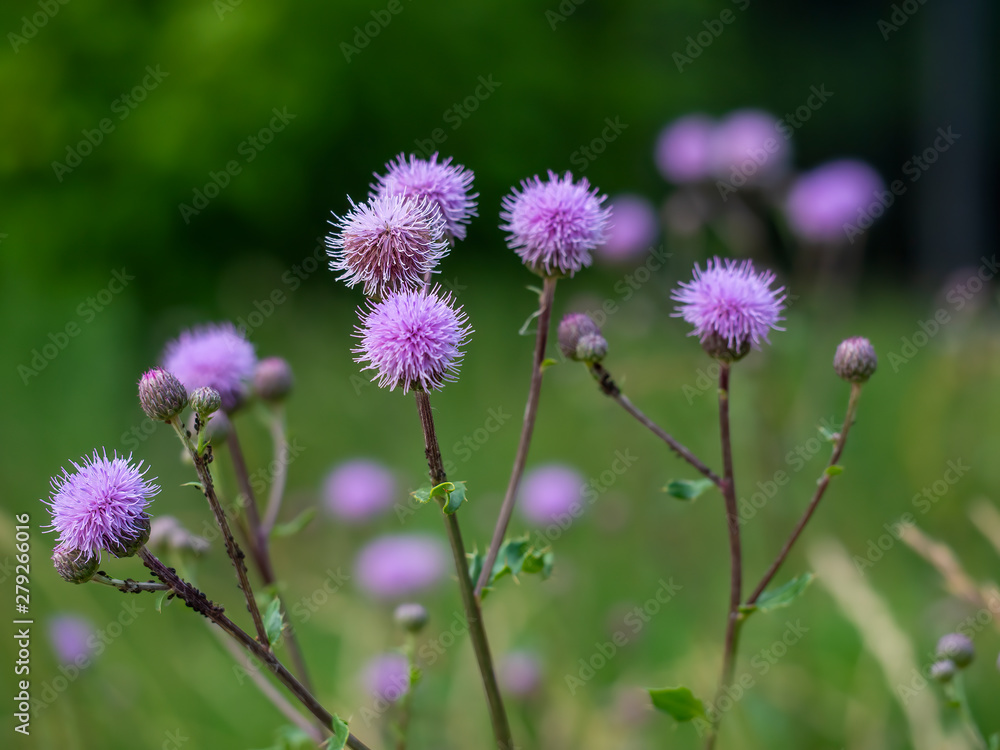Purple ball wild flowers in the forest. The spear thistle, bull thistle, or common thistle plant Purple ball wild flowers in the forest. The spear thistle, bull thistle, or common thistle plant