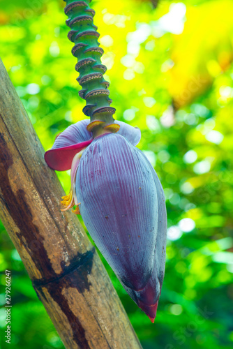 Nam Lawo banana in the nature photo