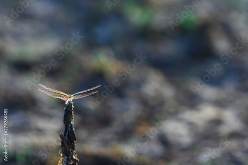 small dragonfly on dry branch over arid land © noombkk