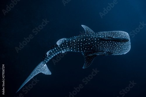 Bild auf Leinwand Whale Shark High Contrast