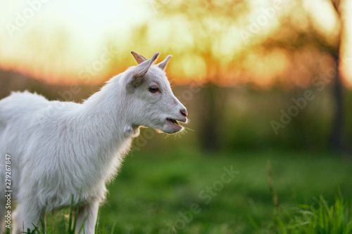 goat on green grass