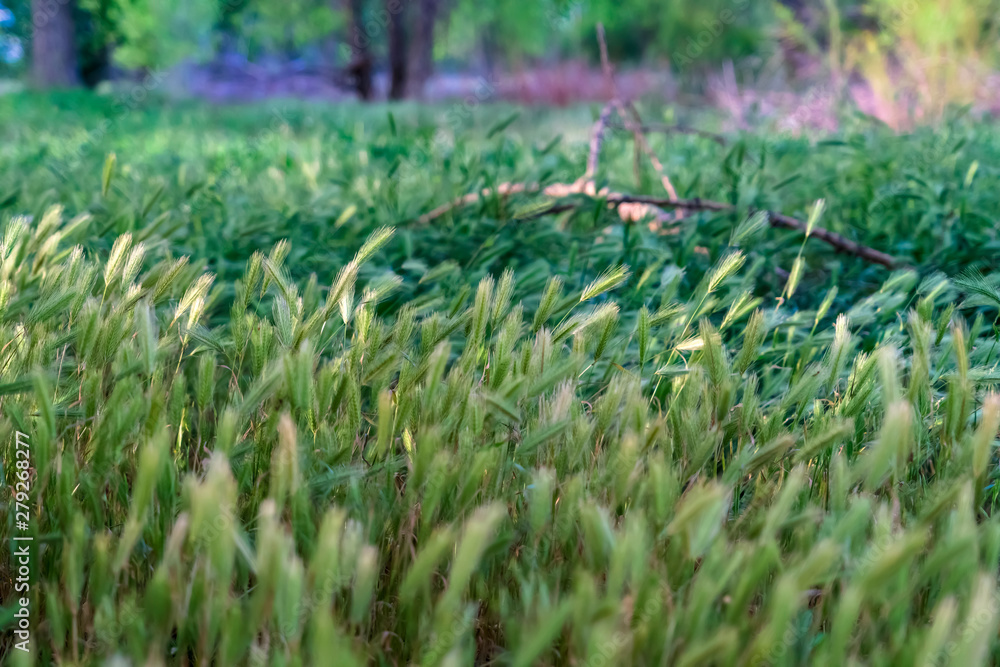 Close up of abundant green grasses in the forest with trees in the background Close up of abundant green grasses in the forest with trees in the background