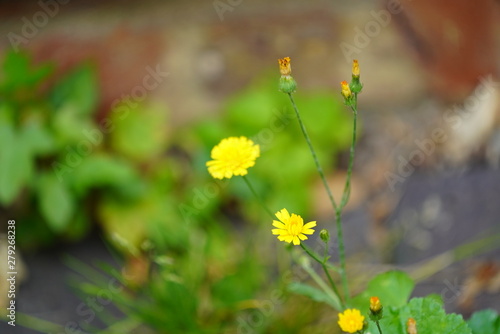 real wild flowers in the wind