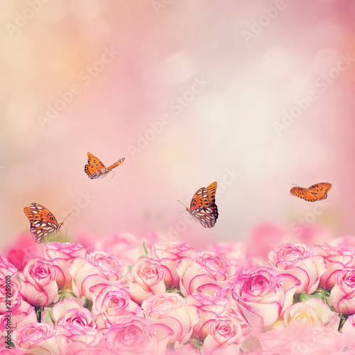 Gulf Fritillary butterflies in a rose garden photo
