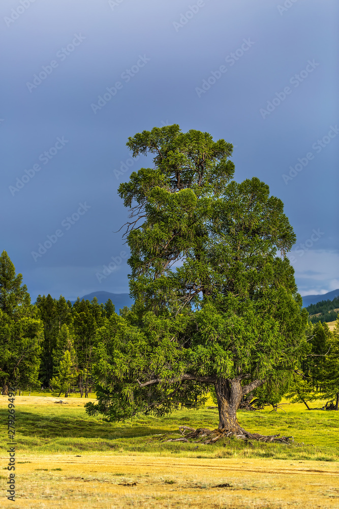 Obraz premium Siberian larch (lat. Larix isbirica). mountain Altai