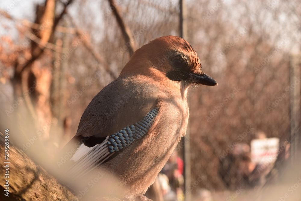 Naklejka premium Bird