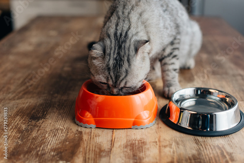 Принти на полотні grey scottish fold cat eating pet food on table