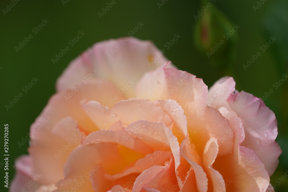real wild roses attract real fast insects real wild roses attract real fast insects
