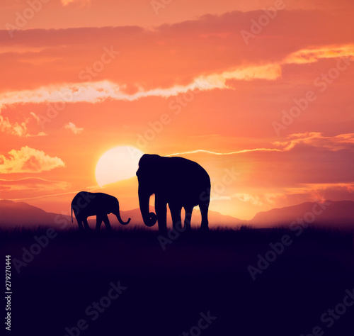 Two elephants at sunset © SunnyS