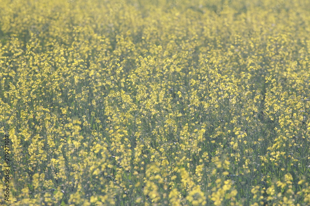 Blooming rape field. Yellow flowers, meadow, canola crop, cover, background, Farming, agriculture concept Blooming rape field. Yellow flowers, meadow, canola crop, cover, background, Farming, agriculture concept