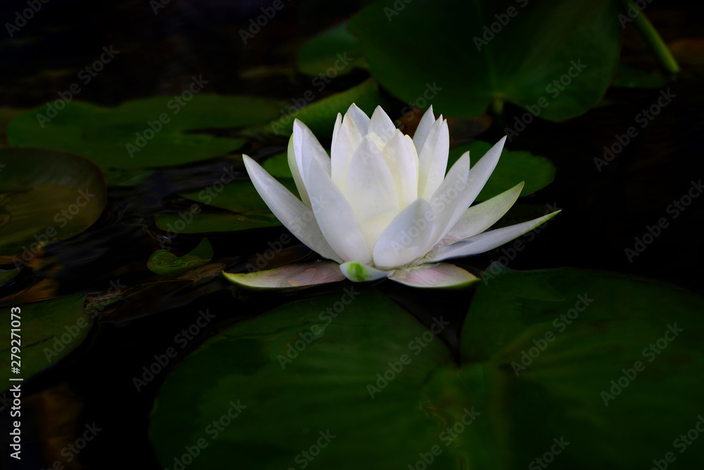 White lotus flower or water lily with leaf in pond. Dark tone , Low key.. White lotus flower or water lily with leaf in pond. Dark tone , Low key..