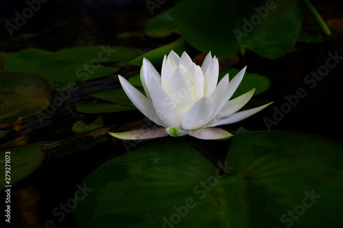 White lotus flower or water lily with leaf in pond. Dark tone , Low key..