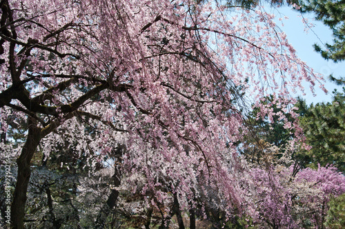 Scientific name is Cerasus itosakura (Sieb.) Masam. & Suzuki f. itosakura.