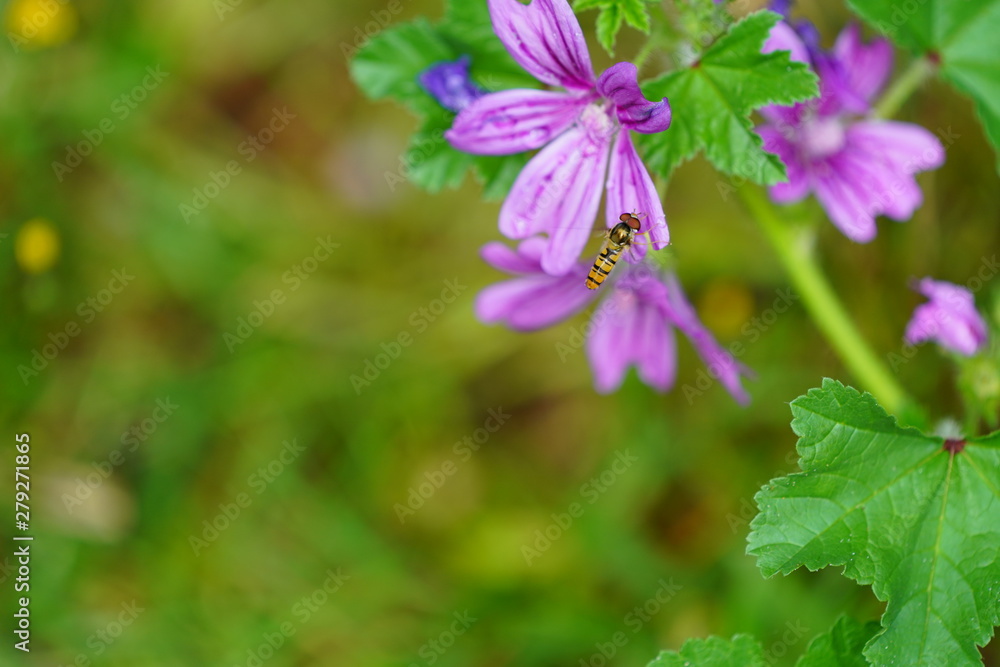 real wild flowers attract real fast insects