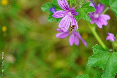 real wild flowers attract real fast insects
