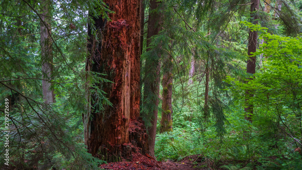 RED AND DEAD TREE TRUNK ADDS COLOUR TO BURNABY MOUNTAIN FOREST RED AND DEAD TREE TRUNK ADDS COLOUR TO BURNABY MOUNTAIN FOREST