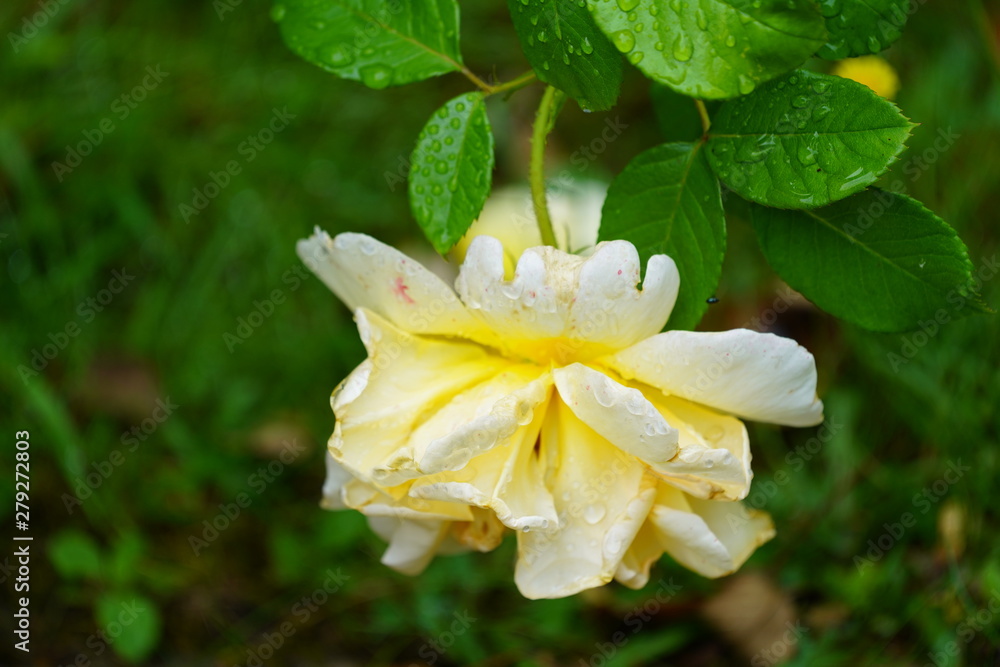 real wild roses attract real fast insects real wild roses attract real fast insects