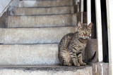 Street cat on the stairs
