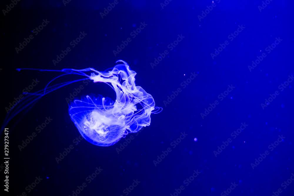 fluorescent jellyfish swimming in an aquarium pool. transparent jellyfish underwater shots with a glowing jellyfish. Jellyfish swimming loop purple fluorescent jellyfish swimming in an aquarium pool. transparent jellyfish underwater shots with a glowing jellyfish. Jellyfish swimming loop purple