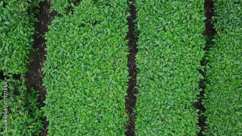 Wallpaper Mural Oolong Tea Plantation in Alishan Mountains Area, Taiwan. Aerial View Torontodigital.ca