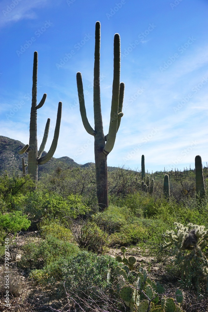 Giant Saguaro cacti in dark silhouette against bright blue sky in desert American Southwest