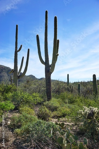 Giant Saguaro cacti in dark silhouette against bright blue sky in desert American Southwest © John