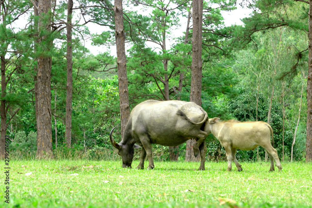 water buffalo on green meadow with pine forest on background. pine forest park water buffalo on green meadow with pine forest on background. pine forest park