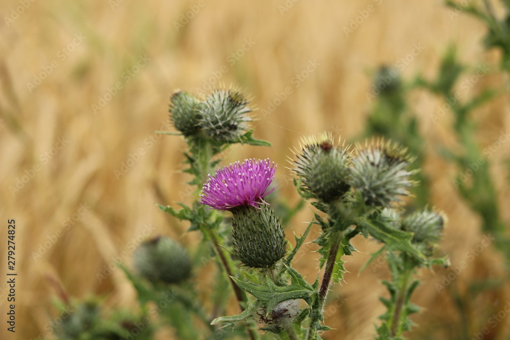 A wild thistle plant against a field of barley. 