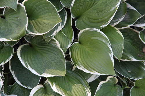 Textured background of green and white leaves