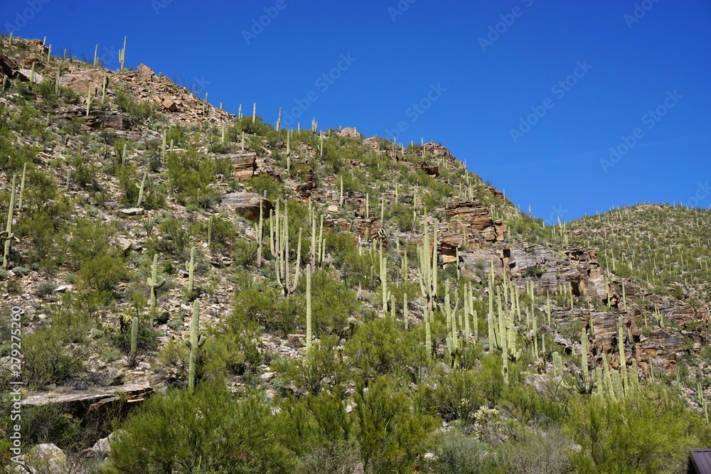 Rocky hillside covered with Saguaro cactus plants in rural American Southwest