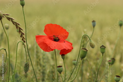 A bright red poppy against a dark Yorkshire background. 