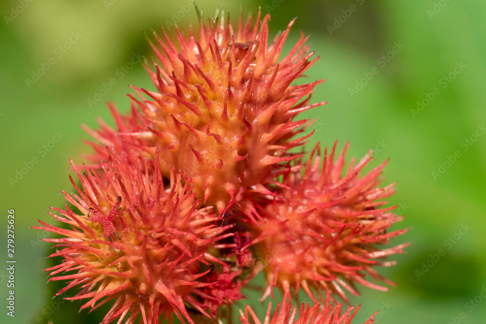 Ricinus communis, the castor bean or castor oil plant, close-up Ricinus communis, the castor bean or castor oil plant, close-up