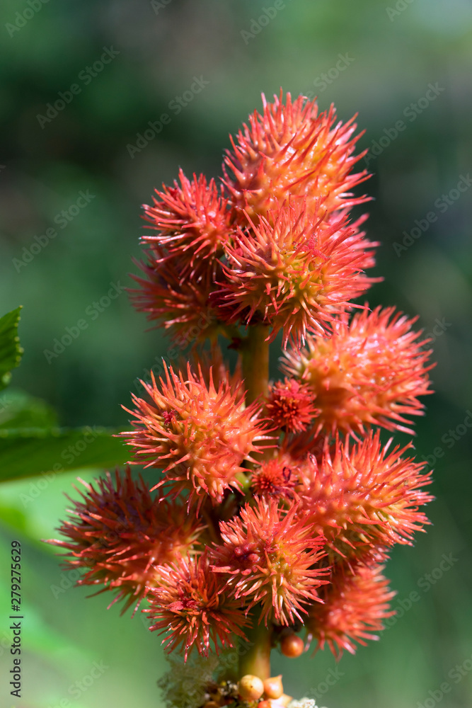 Ricinus communis, the castor bean or castor oil plant, close-up Ricinus communis, the castor bean or castor oil plant, close-up