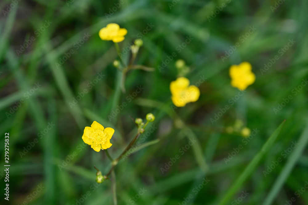 Ranunculus acris and yellow flowers in the meadow. Ranunculus acris and yellow flowers in the meadow.