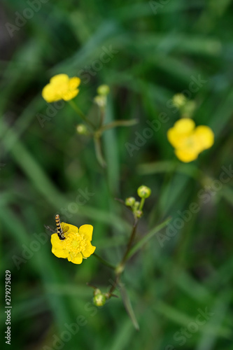 Ranunculus acris and striped fly on flower.