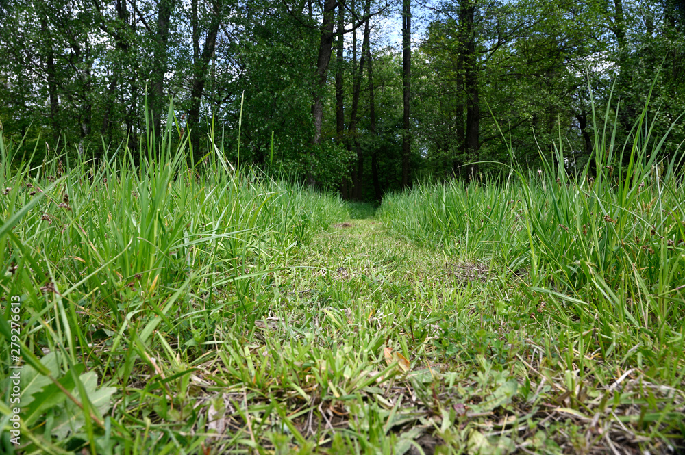 Cut out path in tall grass towards forest. Cut out path in tall grass towards forest.
