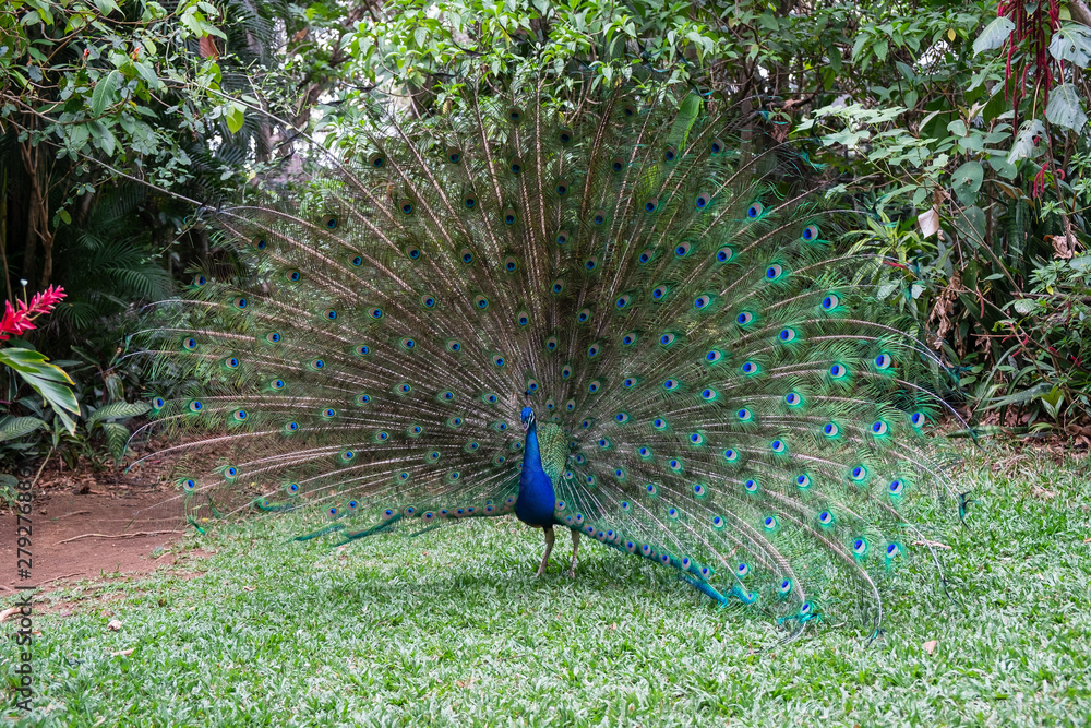 Obraz premium peacock in the park