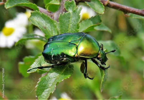 Bilde på lerret the Cetonia aurata bug